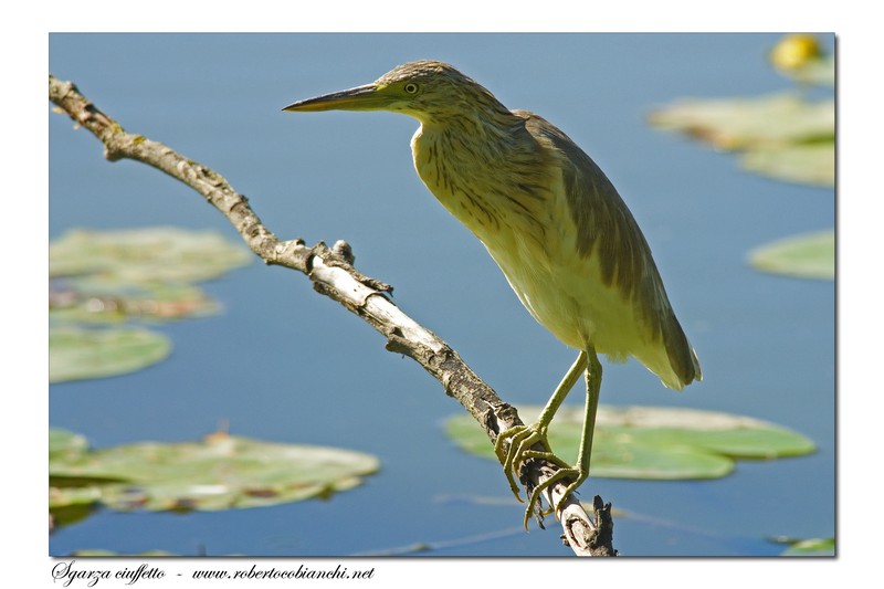 Sgarza ciuffetto - Ardeola ralloides